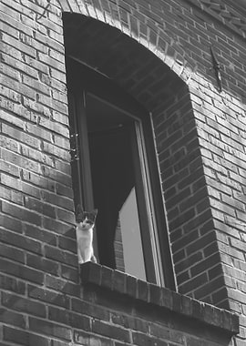 Cat in Window, Black and White