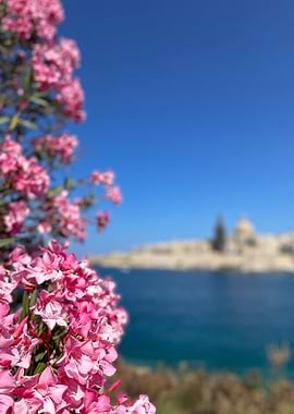Pink Flowers With Coastal Cityscape Of Valletta