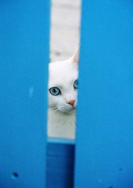 White cat with blue eyes
