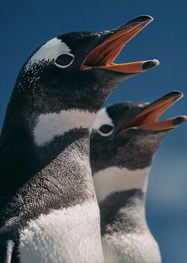 Two Penguins Bird Antarctic