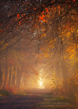 Autumn Forest Path with Golden Light