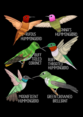 Hummingbird Species Bird Watching Lover Hummingbirds