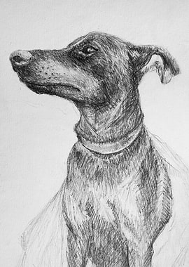 Dog Portrait Pencil Sketch