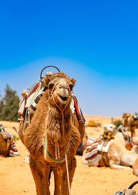 Camel in the Desert, Djerba, Tunisia