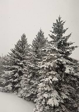 Snowy Evergreen Trees in Winter