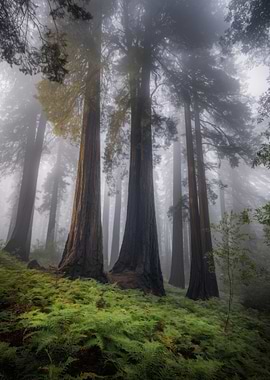 Misty Redwood Forest