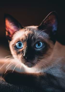 Close-up Siamese Cat Portrait