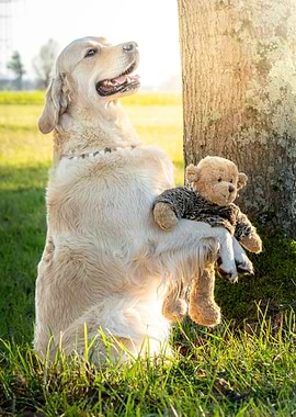 Golden Retriever with Teddy Bear