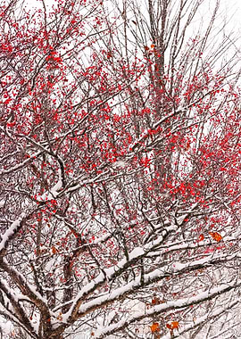 Winter Berries in Snow