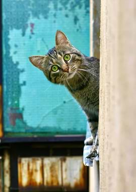 Tabby Cat Peeking Around Corner