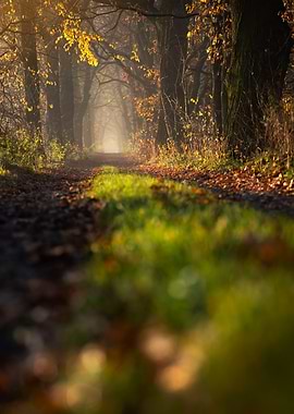 Autumn Forest Path