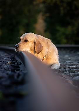 Dog Resting on Railroad Track