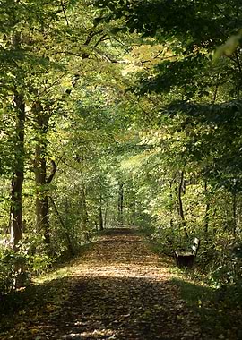 Autumn Path Through Forest