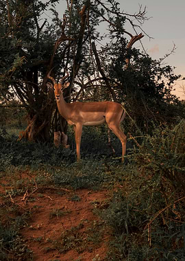 Impala in the African Bush