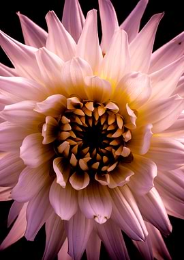 Dahlia Flower - Black & Pink & Yellow