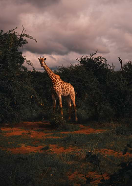 Giraffe in the Wild