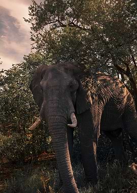 Elephant in the African Bush