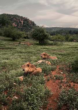 Two Lions Resting in Grassy Field