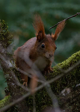 Red Squirrel on Mossy Branch