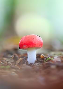Red Mushroom in Forest