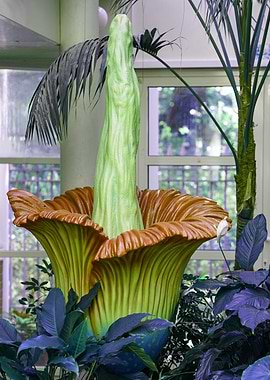 Titan Arum Flower in Greenhouse