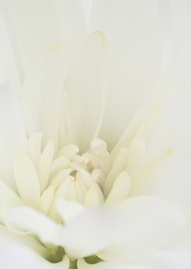 White Flower Close-Up