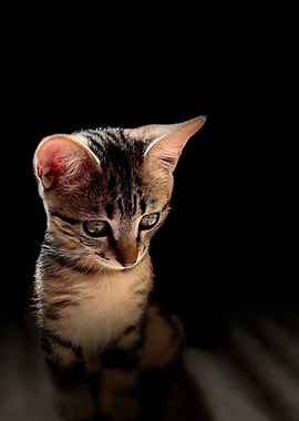 Cute Tabby Kitten Portrait on Black