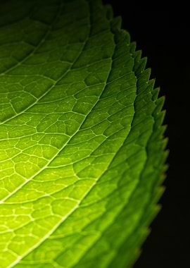 Green Leaf Close-Up