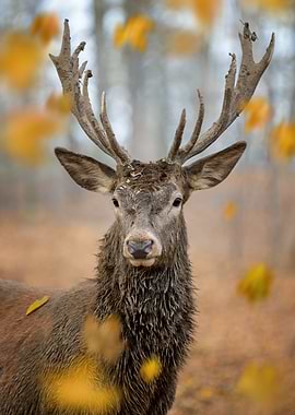 Majestic Deer in Autumn Forest