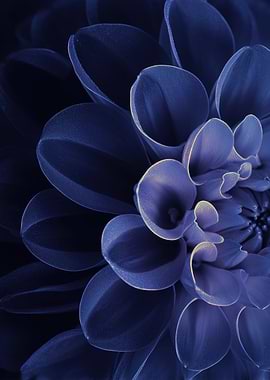 Close-up of a Blue Dahlia Flower