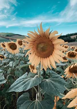 Sunflower field under a blue sky