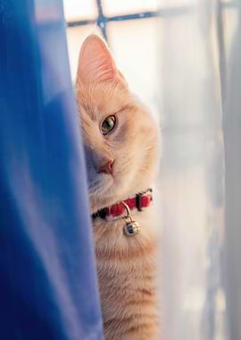 Ginger Cat Peeking Behind Blue Curtain