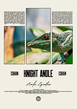 Cuban Knight Anole Reptile Owner Poster