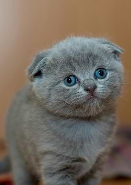 Gray Scottish Fold Kitten Portrait