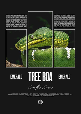 Emerald Tree Boa Reptile Keeper