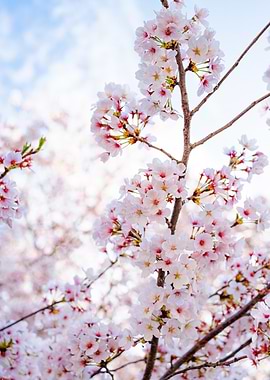 Spring Blossoms Cherry Flowers