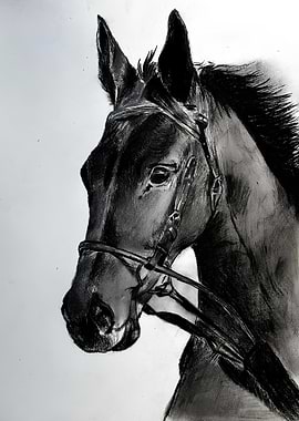 Charcoal Horse Portrait