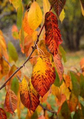 Autumn Harmony – Red and Yellow Leaves