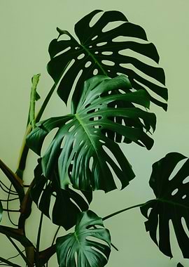 Monstera Plant Close-Up