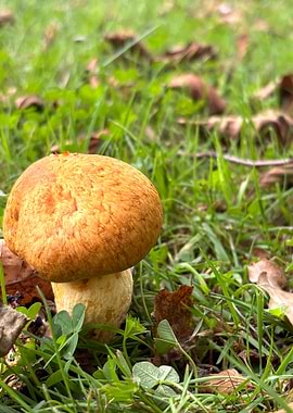 Mushroom in the grass