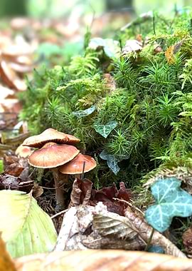 Mushrooms and Moss in Forest
