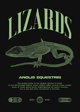 Lizards Anolis Equestris Reptile Keeper