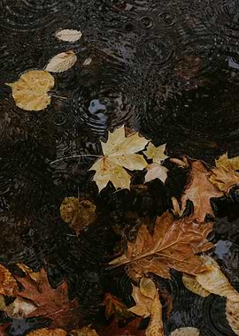 Autumn Leaves in Rainwater