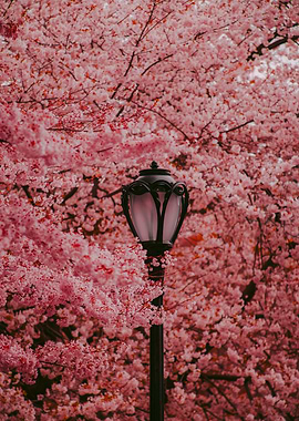Cherry Blossoms and Lamp Post
