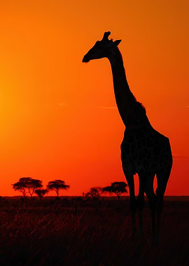 Giraffe Silhouette at Sunset
