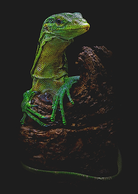 Green Tree Monitor Lizard Portrait