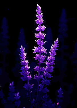 Purple Lavender Flowers on Black Background