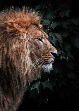 Lion portrait in profile
