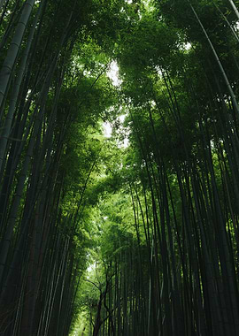 Lush Bamboo Forest Canopy