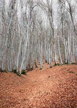 Autumnal Birch Forest Landscape